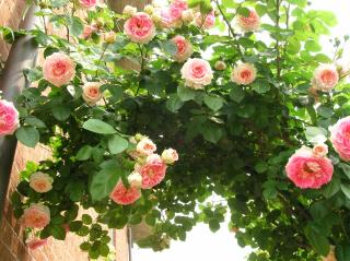 B&B Anna - 2