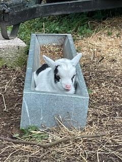 Kerrib Farm - 5